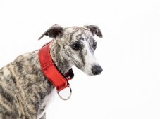 Obojok  RED  imitácia kože