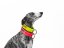 COMFORT 3D NEON – personalizovaný polostahovací obojek pro psy