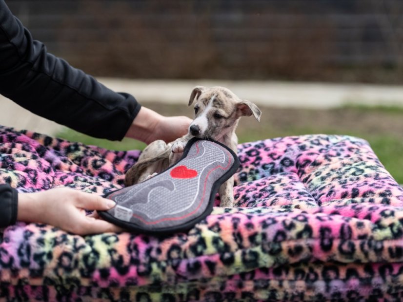 WHIPPET HEART – designová hračka pro psy