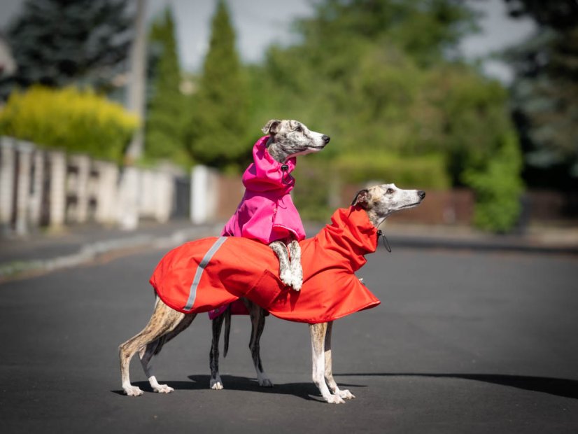 Codura® RainPawtector