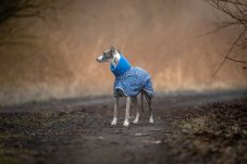 Blue Kaleido – Softshell Raincoat for Dogs