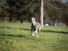 ZARYA AIRGRIP PRO HARNESS – extrémně lehký postroj s maximální kontrolou