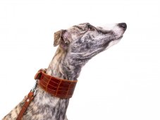 Kožený obojek polstrovaný EXOT