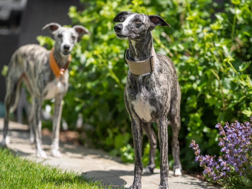 Obojek  CREAM z nepromokavé tkaniny