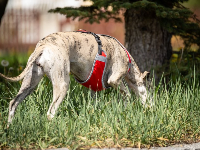 DYNAMIC CORE HARNESS – lehký postroj pro psy s maximální kontrolou a komfortem