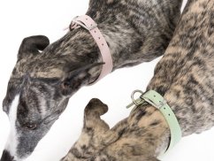 ZARYA SoftVegan – klasický obojok z umelej kože pre chrty