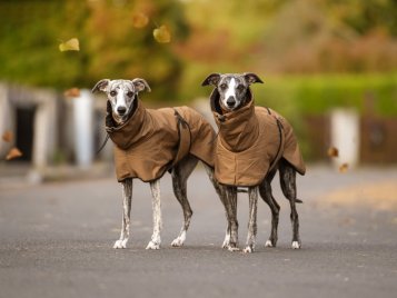 Voděodolnost vs. prodyšnost: jak vybrat psí oblečení, které opravdu funguje