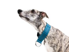 Faux Leather Martingale Collar - TEAL BLUE