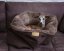 COMFORT Snuggle Sack for Dogs