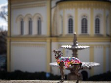 LIFE IS BEAUTIFUL – lehká mikina pro psy