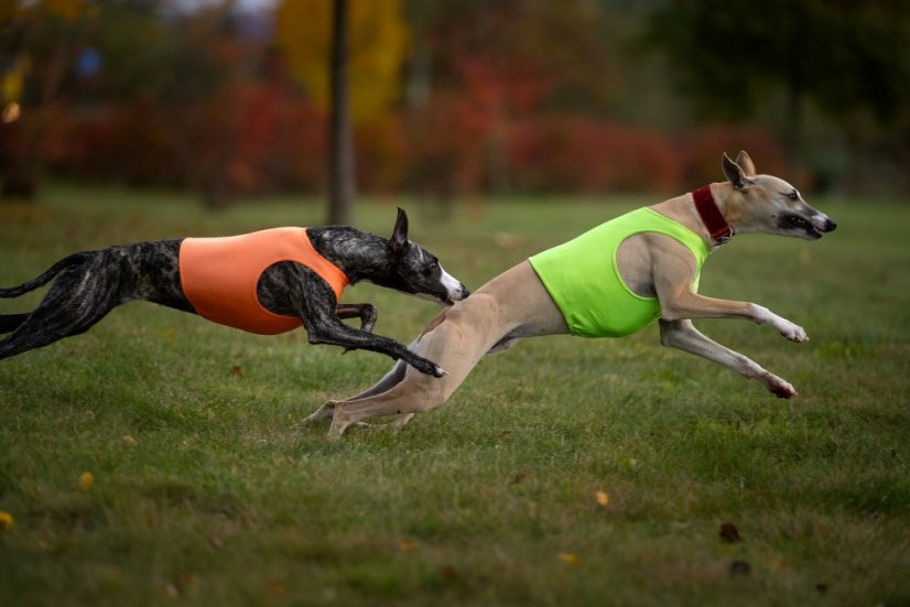 Tréningové tričko color jumper