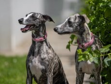 OBOJEK NA ZNÁMKU  s otevíracím kroužkem