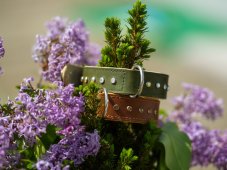 Collar for dogs decorated with stones, leather 40mm