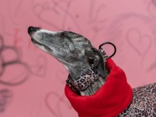 LEOPARD – winter softshell dog coat