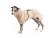 Premium Mohair Dog Coat – MOHAIR BOUCLÉ