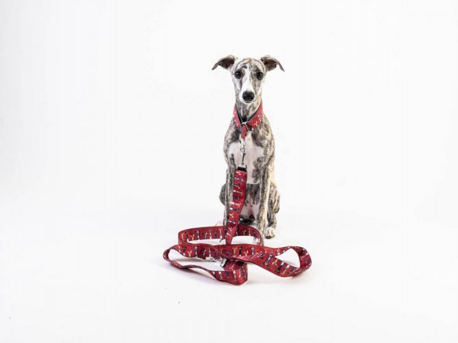 UrbanTail leash with greyhound collar