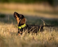 Reflective Dog Collar – SAFE TRACK