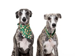 Christmas collar GINGERBREAD with bandana