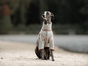 Psí oblečení outdoor pro psy - Novinka