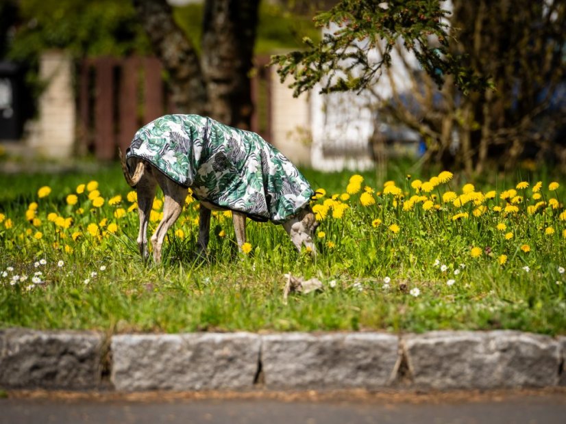 Africa Hibiscus – softshell pláštěnka pro psy
