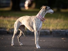 Golden Whisper – 5 cm obojek v odstínu rose se zlatým zdobením