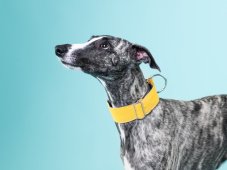 Collar made of waterproof fabric YELLOW