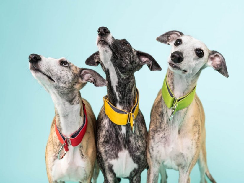 Obojek z nepromokavé tkaniny RED