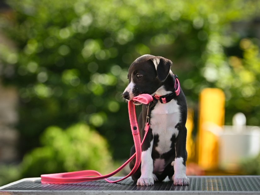 PUPPY GRIP SET - obojek s vodítkem pro štěňata a malá plemena