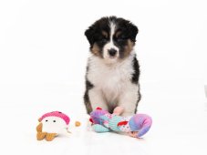 Squeaky Chameleon Toy 33×15×6 cm – Soft Toy for Dogs