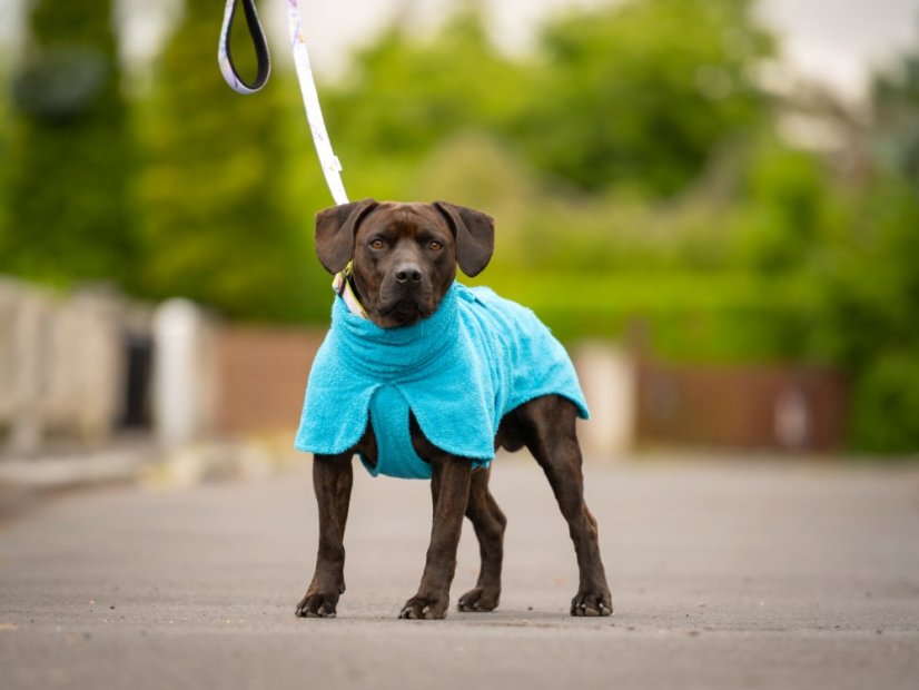 Župan pro psy z bavlněné froté – savý, měkký a pohodlný