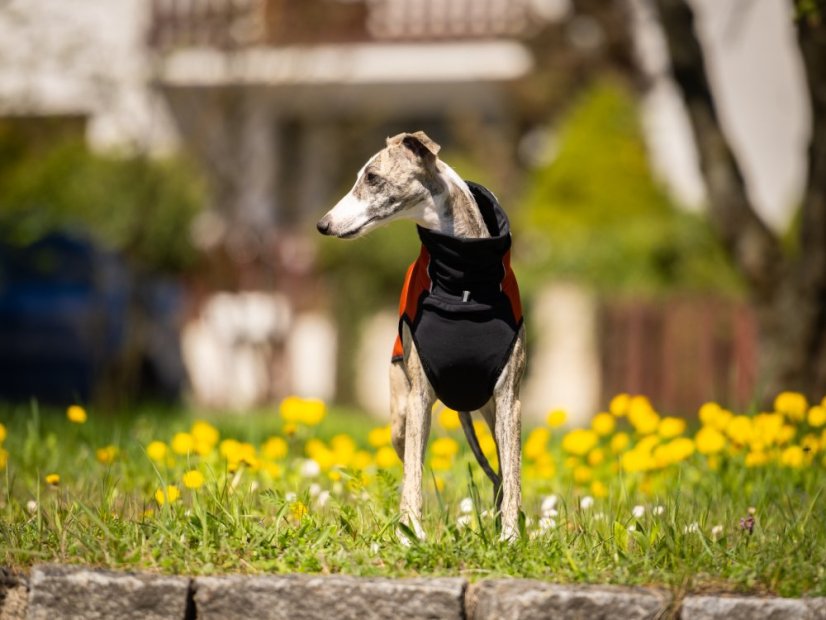 RAIN ARMOR FLEX HOODIE - softshellová mikina pro psy