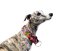 MAGIC COMFORT COLLAR – polostahovací obojek pro psy