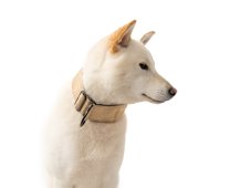 Obojok CREAM z nepremokavej tkaniny