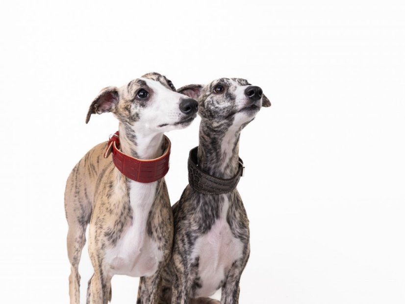 Kožený obojek polstrovaný EXOT GREY