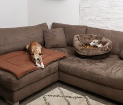 DEKA DOXIES