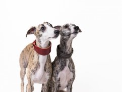 Padded leather collar EXOT GREY