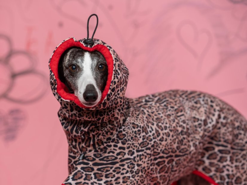 LEOPARD – zimní softshell bunda pro psy