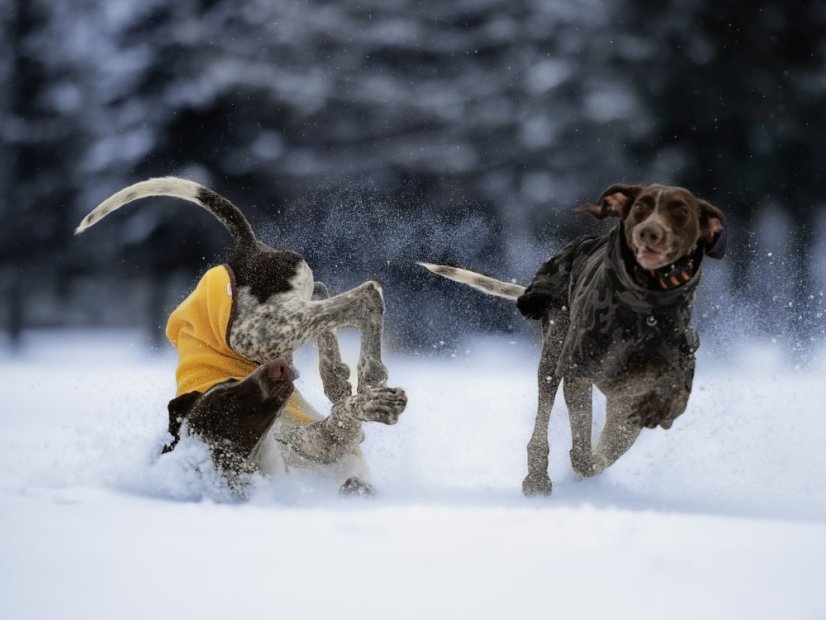 Raincoat dogwear SOFT MUSHING