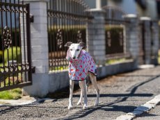 MELON SPLASH RAINCOAT – lehká softshellová pláštěnka pro psy