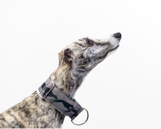 COLOR  GREY COURSING collar made of waterproof fabric