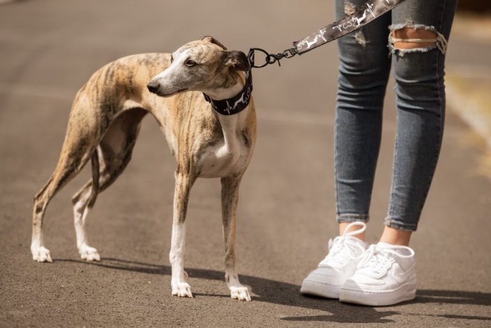 Design leash with greyhound motif collar