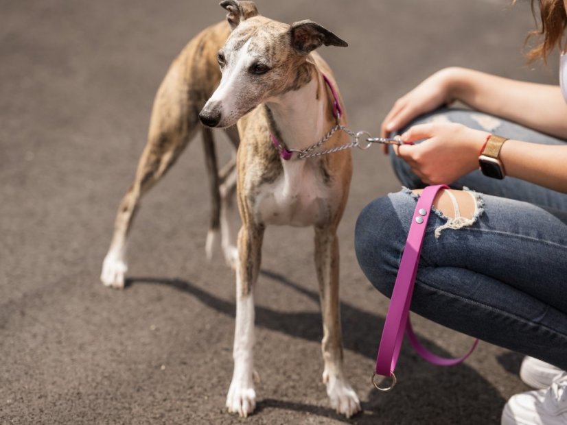 Obojek BioThane® se stahovacím řetízkem a vodítkem
