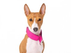 ROSE Waterproof Collar – obojek pro psy