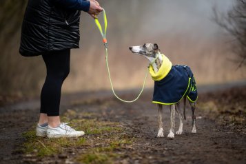 Whippet se klepe už při 10 °C. Není slabý. Jen je stavěný jinak.