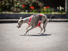 DYNAMIC CORE HARNESS – lehký postroj pro psy s maximální kontrolou a komfortem