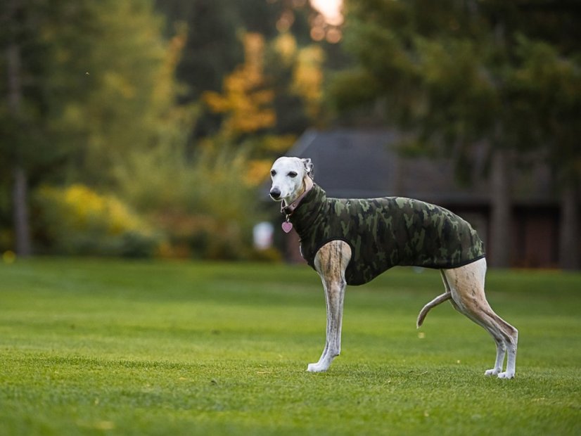 Lehká mikina pro psa French Terry