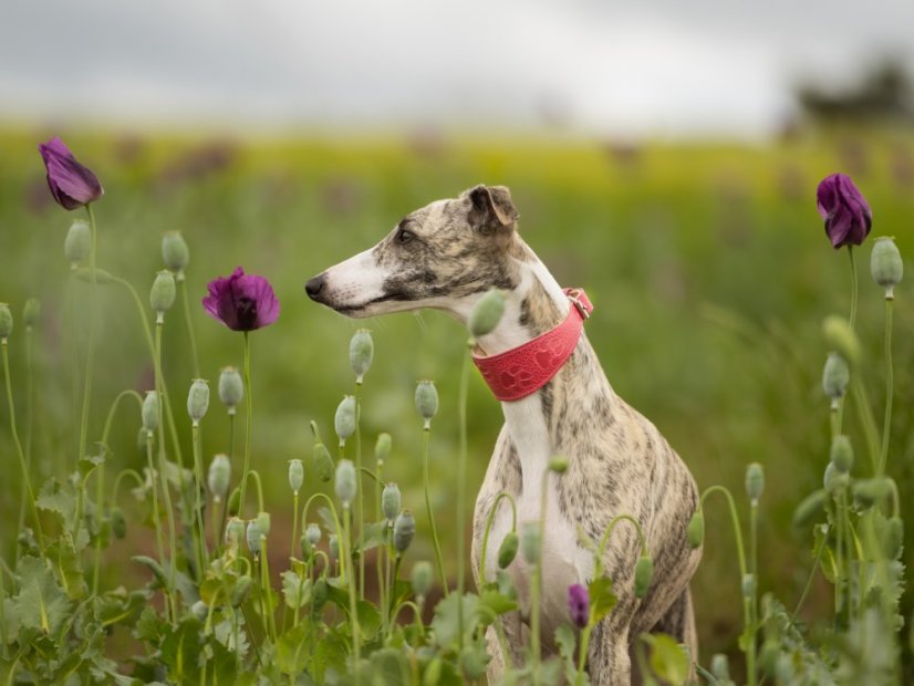 Kožený polstrovaný obojek pro chrty s motivem packy