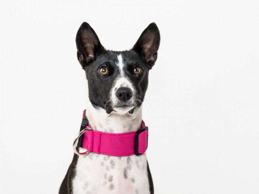 ROSE Waterproof Collar – obojek se sponou