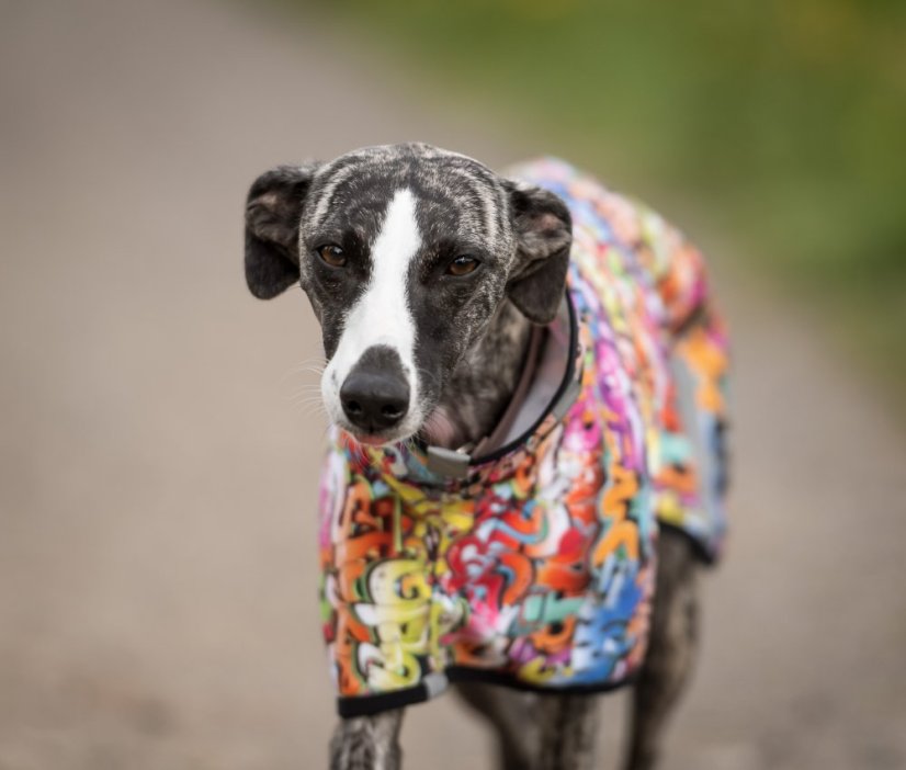 Lehká softshell bunda pro psy GRAFITI