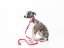 PUPPY GRIP SET - obojek s vodítkem pro štěňata a malá plemena